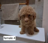 Betty, a female Poodle - Miniature  for sale in Detroit, MI – 1 of 2