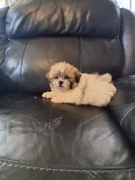 Teddy , a male Bichon Frise and Shih Tzu for sale in Detroit, MI – 5 of 5