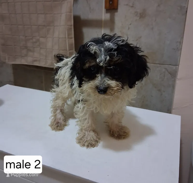 Rex – Poodle - Miniature  puppy for sale in Detroit, MI