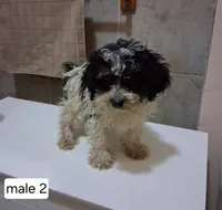 Rex, a male Poodle - Miniature  for sale in Detroit, MI – 1 of 2