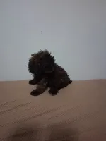 Bony, a female Poodle - Miniature  for sale in Detroit, MI – 2 of 5