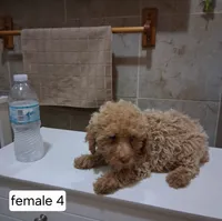 Betty, a female Poodle - Miniature  for sale in Detroit, MI – 2 of 2