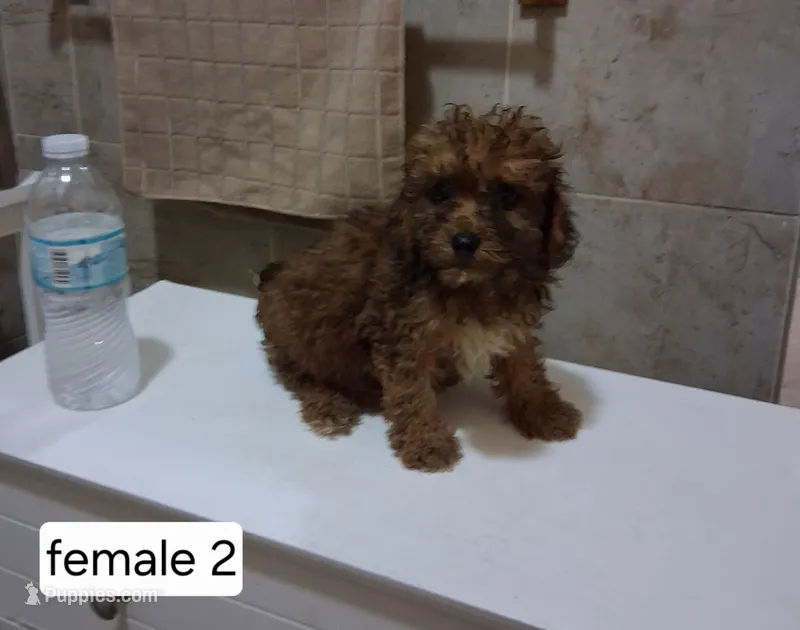 Daisy – Poodle - Miniature  puppy for sale in Detroit, MI