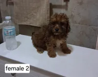 Daisy, a female Poodle - Miniature  for sale in Detroit, MI – 1 of 2
