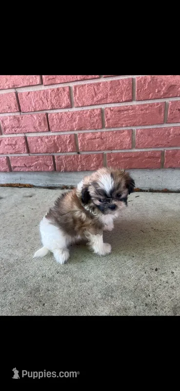 Sally – Shih Tzu puppy for sale in Detroit, MI