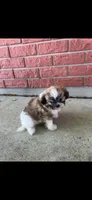 Sally, a female Shih Tzu for sale in Detroit, MI – 1 of 3