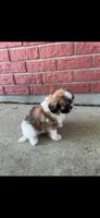 Sally, a female Shih Tzu for sale in Detroit, MI – 3 of 3