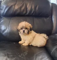 Teddy , a male Bichon Frise and Shih Tzu for sale in Detroit, MI – 3 of 5