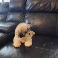 Max, a male Shih Tzu for sale in Detroit, MI – 2 of 3