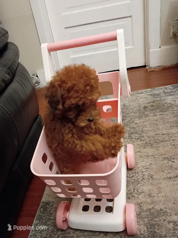 Tracy – Poodle - Miniature  puppy for sale in Detroit, MI