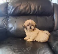 Teddy , a male Bichon Frise and Shih Tzu for sale in Detroit, MI – 4 of 5