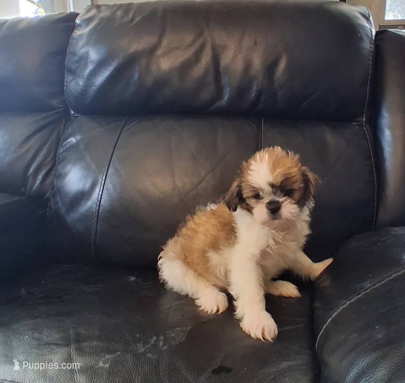 Bella – Bichon Frise, Shih Tzu puppy for sale in Detroit, MI