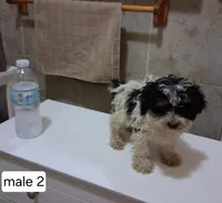 Rex, a male Poodle - Miniature  for sale in Detroit, MI – 2 of 2