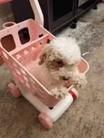Stella, a female Poodle - Miniature  for sale in Detroit, MI – 2 of 4