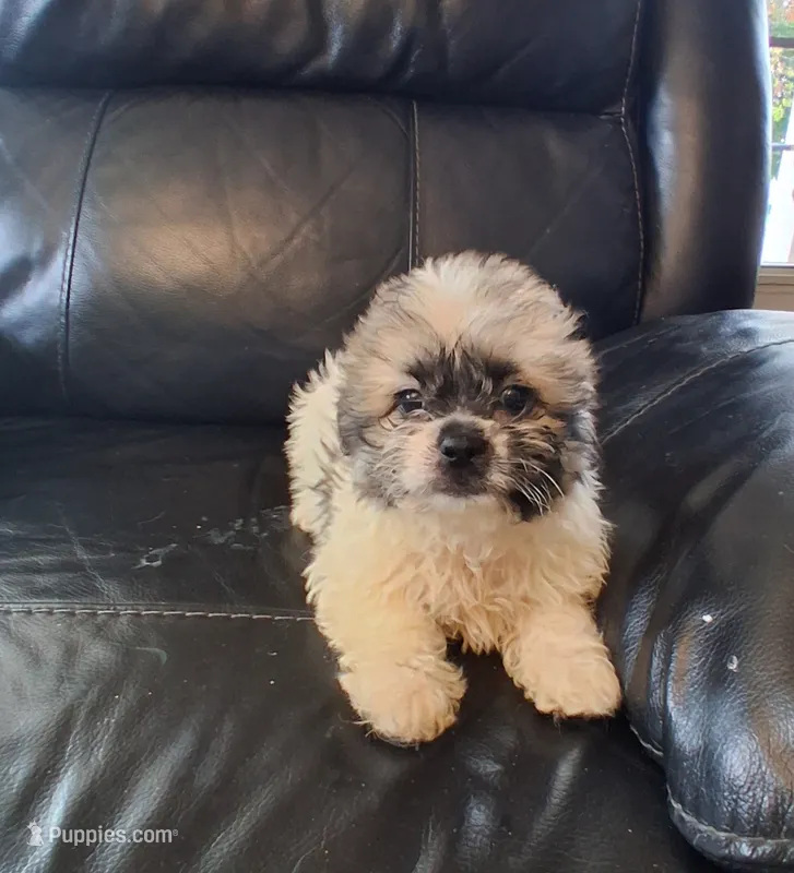 Female2 – Bichon Frise, Shih Tzu puppy for sale in Detroit, MI