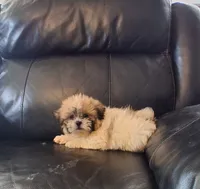 Teddy , a male Bichon Frise and Shih Tzu for sale in Detroit, MI – 2 of 5