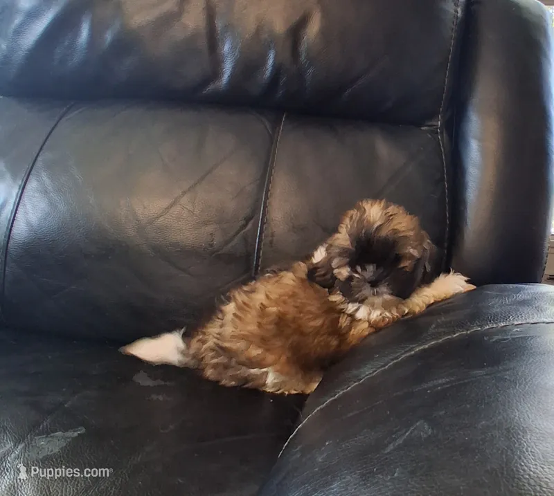 Sally – Shih Tzu puppy for sale in Detroit, MI