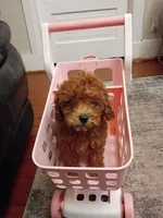 Tracy, a female Poodle - Miniature  for sale in Detroit, MI – 2 of 3