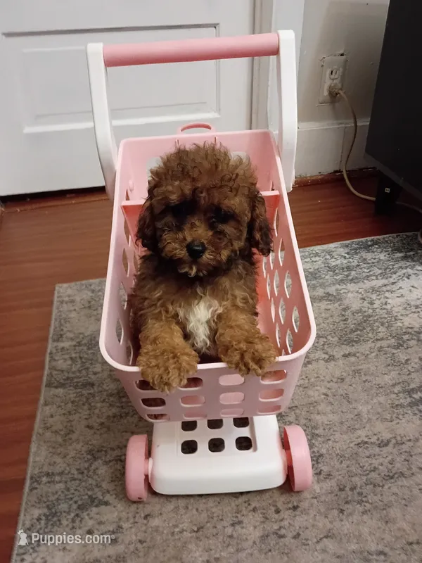Daisy – Poodle - Miniature  puppy for sale in Detroit, MI