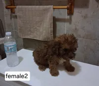 Daisy, a female Poodle - Miniature  for sale in Detroit, MI – 2 of 2