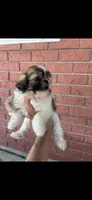Sally, a female Shih Tzu for sale in Detroit, MI – 2 of 3