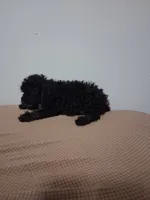 Bony, a female Poodle - Miniature  for sale in Detroit, MI – 4 of 5