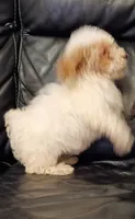 Stella, a female Poodle - Miniature  for sale in Detroit, MI – 3 of 4