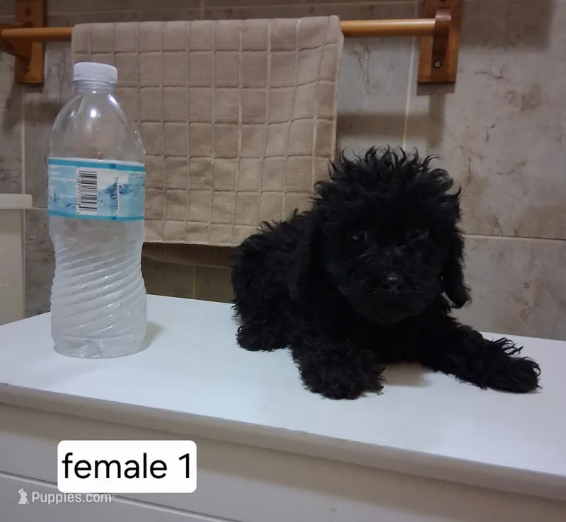 Stacy – Poodle - Miniature  puppy for sale in Detroit, MI