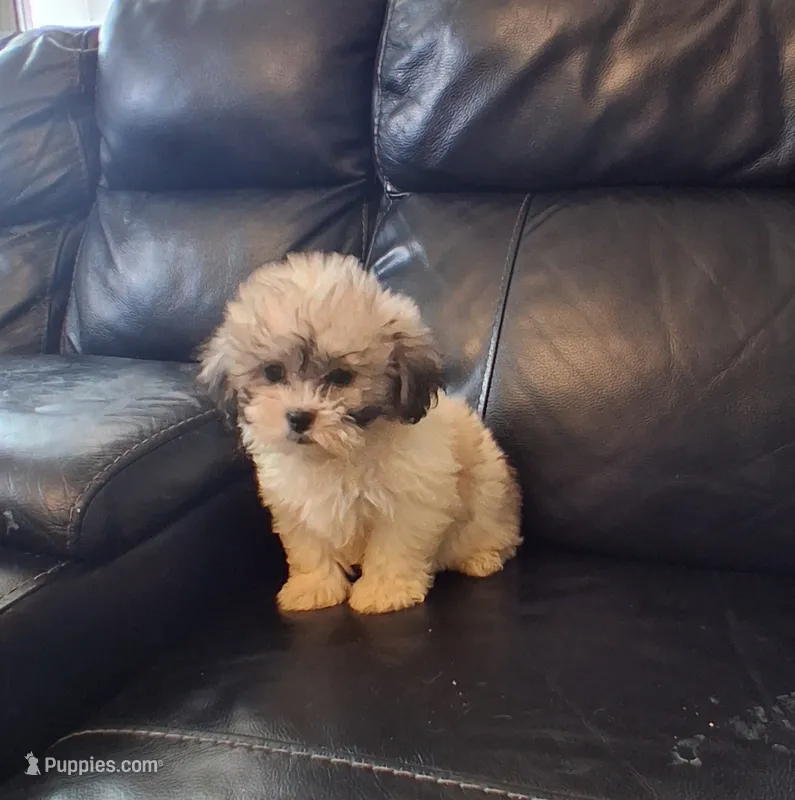 Max – Shih Tzu puppy for sale in Detroit, MI