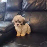 Max, a male Shih Tzu for sale in Detroit, MI – 1 of 3