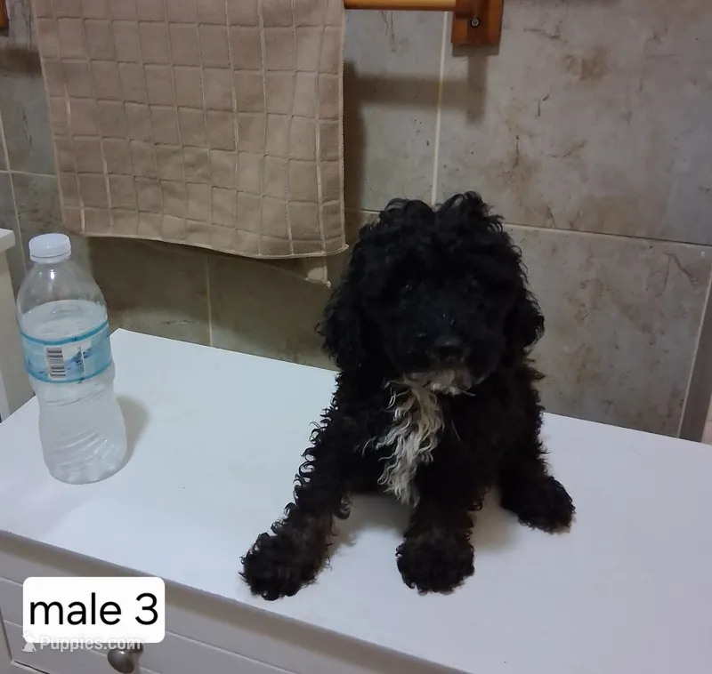 Rocky – Poodle - Miniature  puppy for sale in Detroit, MI