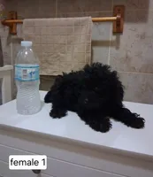 Stacy, a female Poodle - Miniature  for sale in Detroit, MI – 2 of 2
