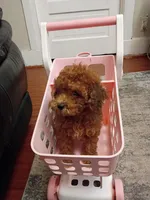 Tracy, a female Poodle - Miniature  for sale in Detroit, MI – 3 of 3