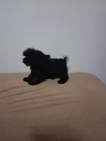 Bony, a female Poodle - Miniature  for sale in Detroit, MI – 5 of 5