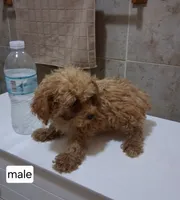 Max , a male Poodle - Miniature  for sale in Detroit, MI – 2 of 2