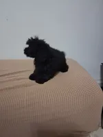 Bony, a female Poodle - Miniature  for sale in Detroit, MI – 3 of 5