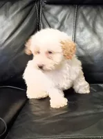 Stella, a female Poodle - Miniature  for sale in Detroit, MI – 4 of 4