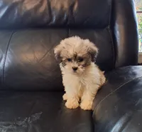 Max, a male Shih Tzu for sale in Detroit, MI – 3 of 3