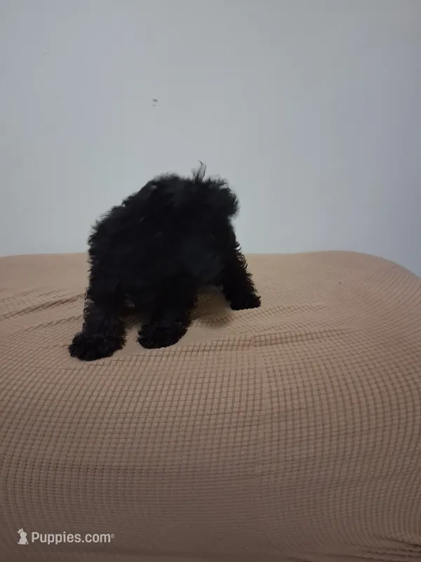 Bony – Poodle - Miniature  puppy for sale in Detroit, MI