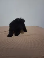 Bony, a female Poodle - Miniature  for sale in Detroit, MI – 1 of 5