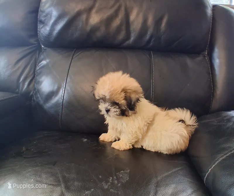 Teddy  – Bichon Frise, Shih Tzu puppy for sale in Detroit, MI