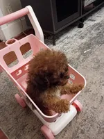 Daisy, a female Poodle - Miniature  for sale in Detroit, MI – 2 of 4