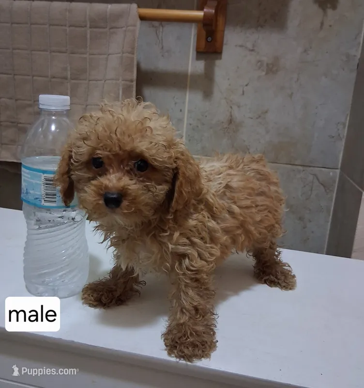 Max  – Poodle - Miniature  puppy for sale in Detroit, MI