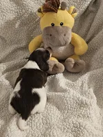 Molly, a female Miniature Dachshund for sale in Winnsboro, TX – 2 of 3