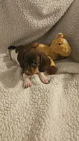 Daisys female 1, a female Miniature Dachshund for sale in Winnsboro, TX – 2 of 5