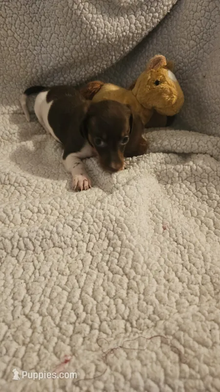 Daisys female 1 – Miniature Dachshund puppy for sale in Winnsboro, TX