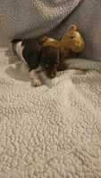 Daisys female 1, a female Miniature Dachshund for sale in Winnsboro, TX – 1 of 5