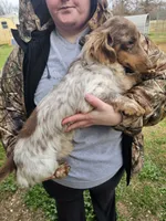 Sir King, a male Dachshund for sale in Winnsboro, TX – 1 of 3