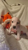 Male 2, a male Miniature Dachshund for sale in Winnsboro, TX – 3 of 5