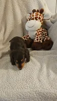 Tabitha, a female Miniature Dachshund for sale in Winnsboro, TX – 2 of 6